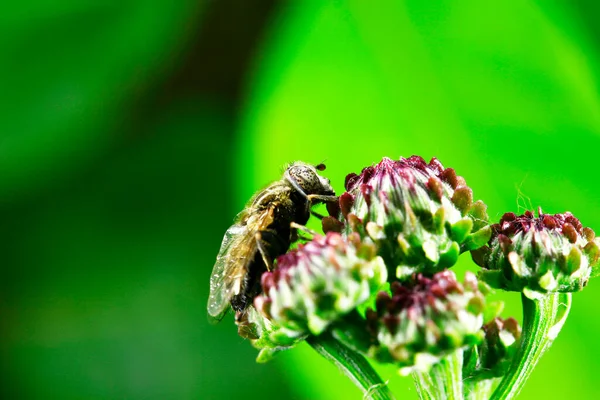 Gadvlieg Gevangen Het Wild — Stockfoto