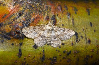 Moth insects, close-up
