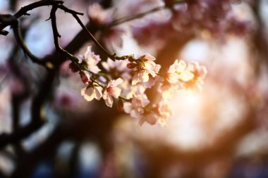 Şeftali çiçeğinin tam çiçeğinde