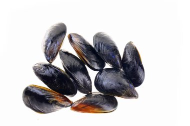 Beyaz arkaplanda midyeler