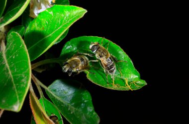 Feed aphid fly, in the wild