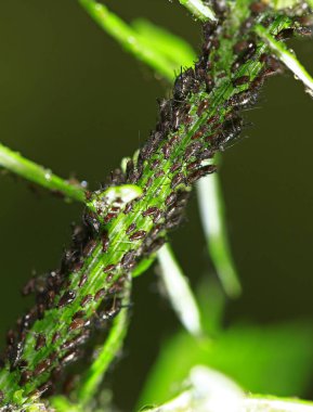 Aphids, close-up,In the wild