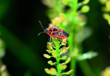 Bugs families and insects