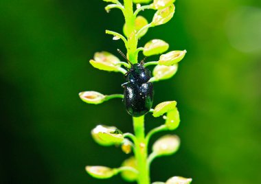 Beetles, taken in the wild