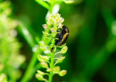 Beetles, taken in the wild