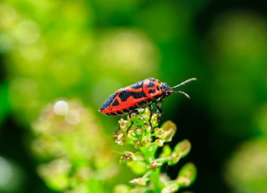 Bugs families and insects