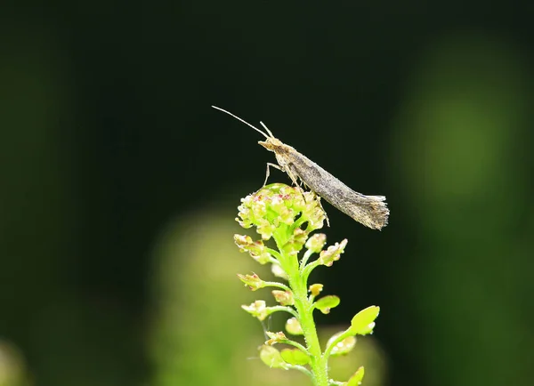Moth Insects Close — Fotografia de Stock