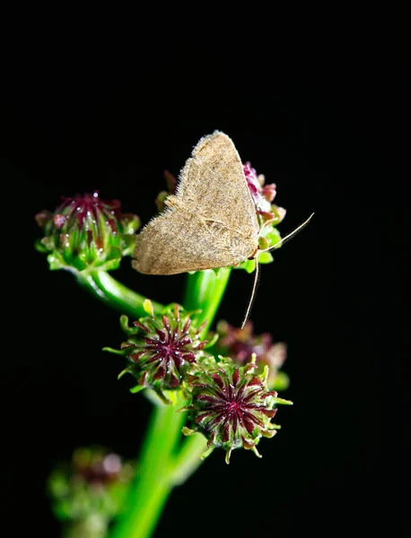 Moth Insects Close — Fotografia de Stock