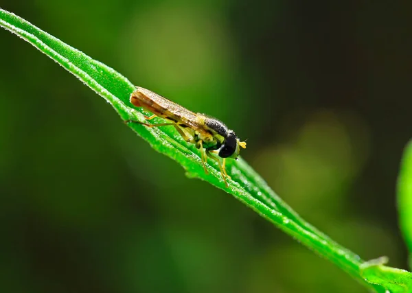 Feed Aphid Fly Wild —  Fotos de Stock