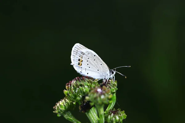 Der Schmetterling Aus Nächster Nähe — Stockfoto