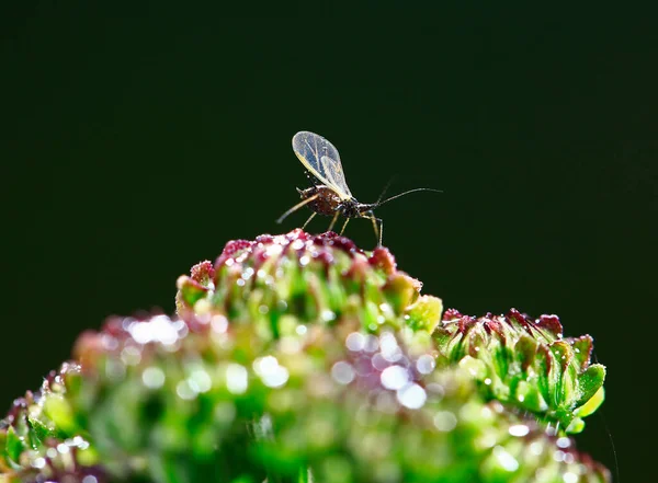 야생에서 벌레가 — 스톡 사진