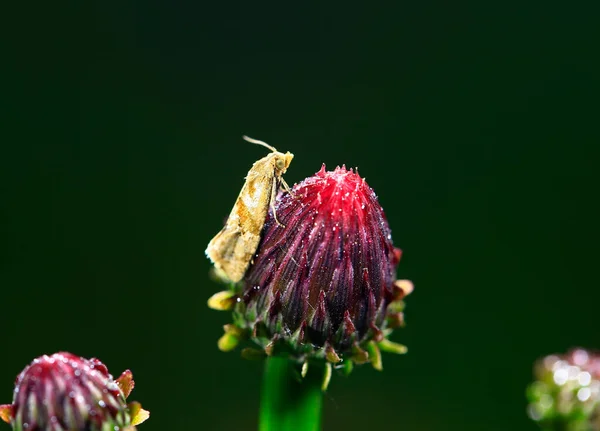 Moth Hyönteiset Lähikuva — kuvapankkivalokuva