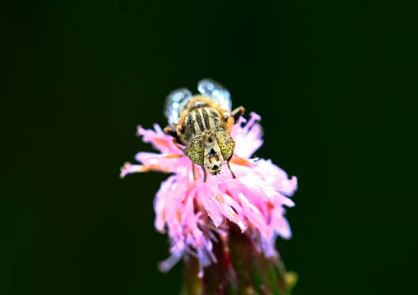 Gadflugan Tagen Det Vilda — Stockfoto