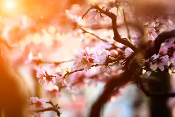 Полном Расцвете Персиковом Соме — стоковое фото