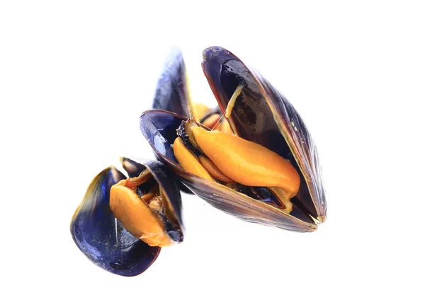 Cozze Sfondo Bianco — Foto Stock