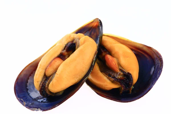 Moules Sur Fond Blanc — Photo