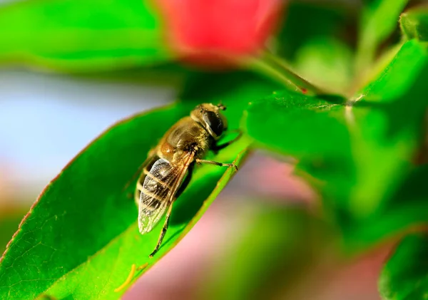 Feed Aphid Fly Wild — Stockfoto