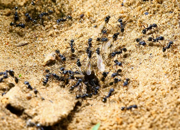 Siyah Karıncalar Kur Yapıyor — Stok fotoğraf
