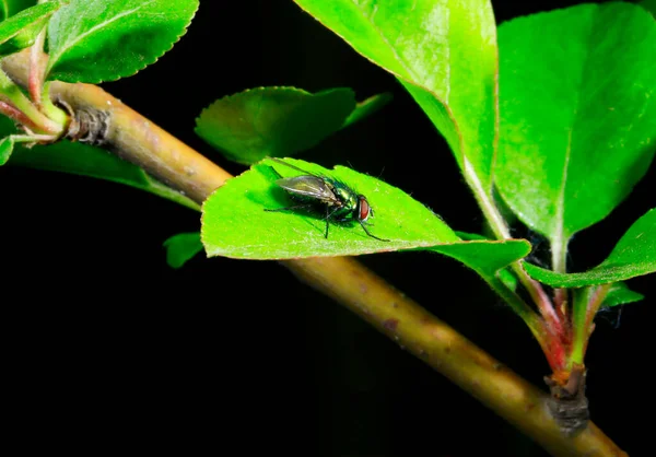 Embalsamado Capturado Naturaleza — Foto de Stock