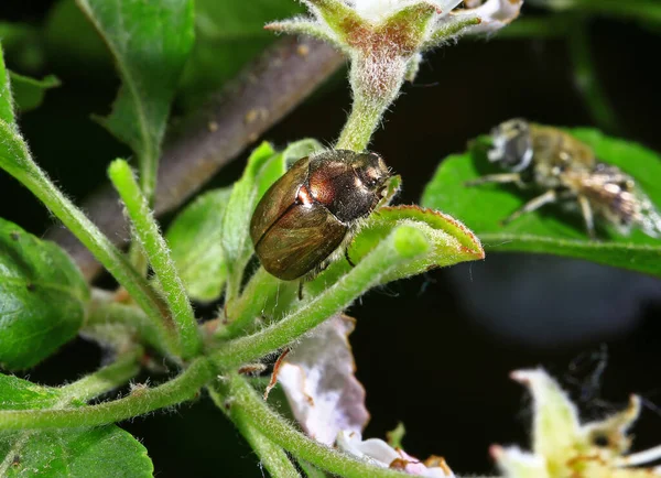 Escarabajos Capturados Naturaleza — Foto de Stock