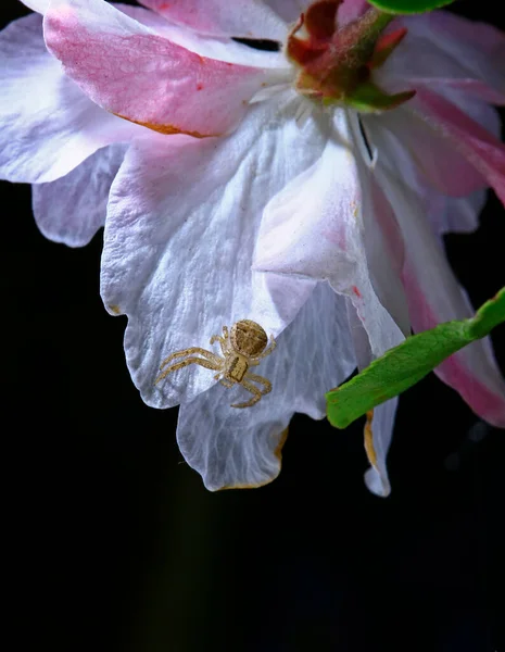 Hämähäkki Luonnossa — kuvapankkivalokuva