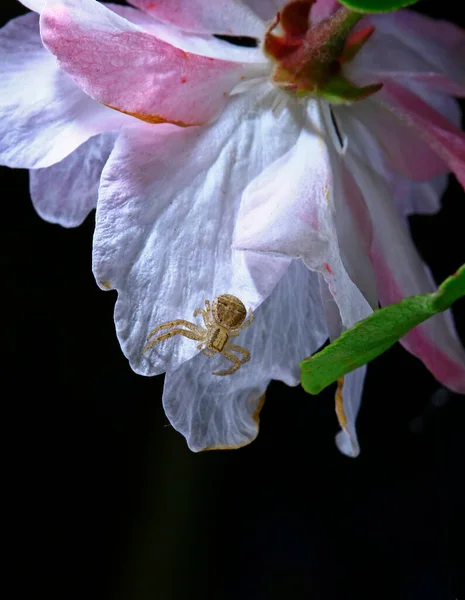 Spider Wild — ストック写真