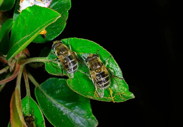 Feed Aphid Fly Wild — Stock fotografie