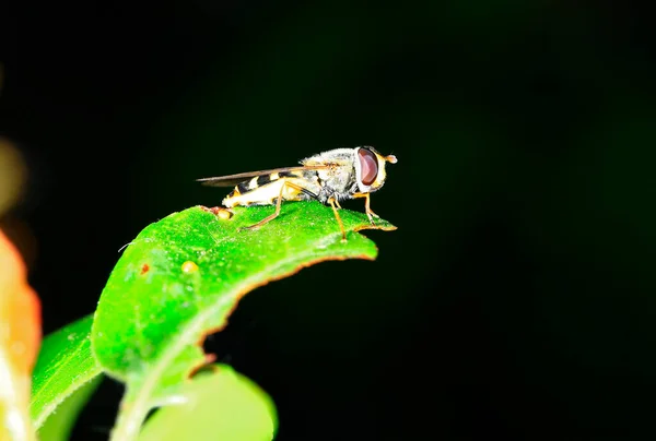 Feed Aphid Fly Wild —  Fotos de Stock