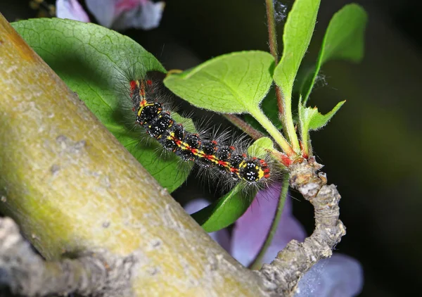 Larva Butterfly — Stock Fotó