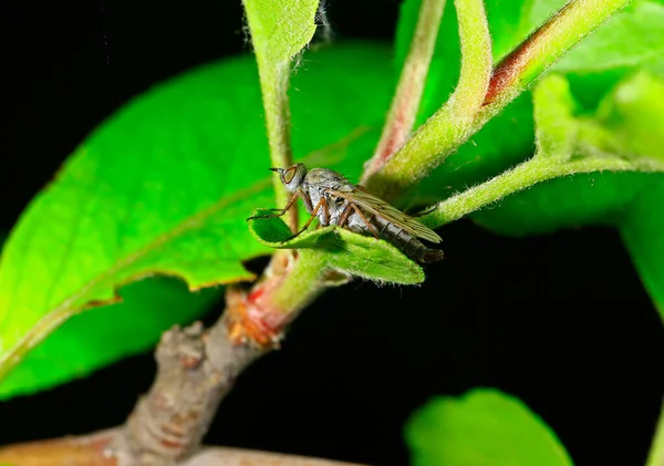 Fly Insects Stolen Fly — Fotografia de Stock