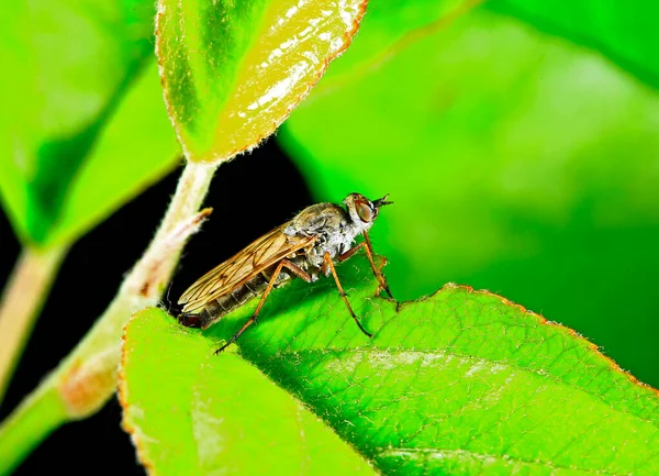 Fly Insects Stolen Fly — Fotografia de Stock