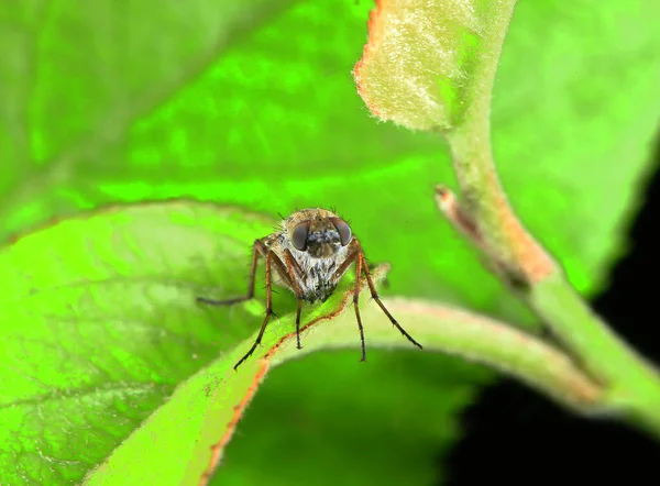 Fly Insects Stolen Fly — Foto Stock