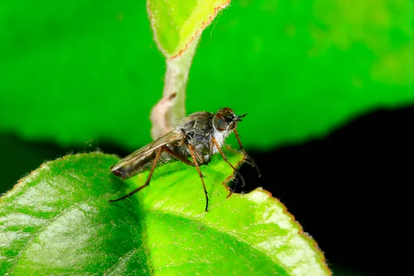 Μύγα Έντομα Κλεμμένη Μύγα — Φωτογραφία Αρχείου