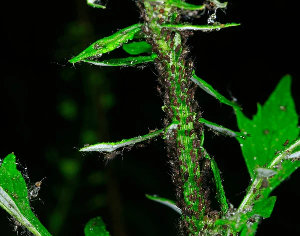 Aphids Close Wild — 스톡 사진