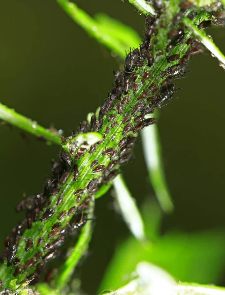 Aphids Close Wild — 스톡 사진