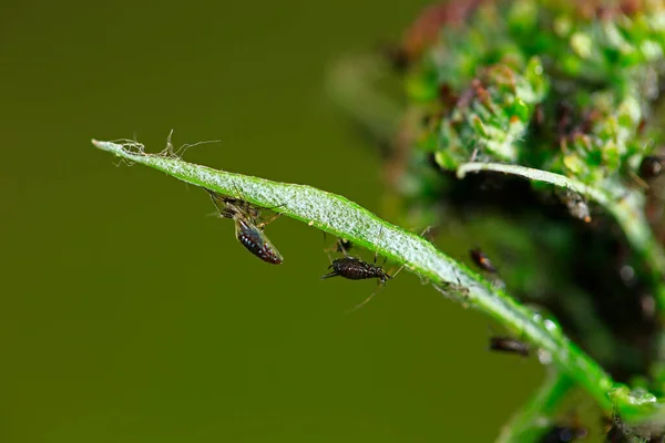 Aphids Close Wild —  Fotos de Stock