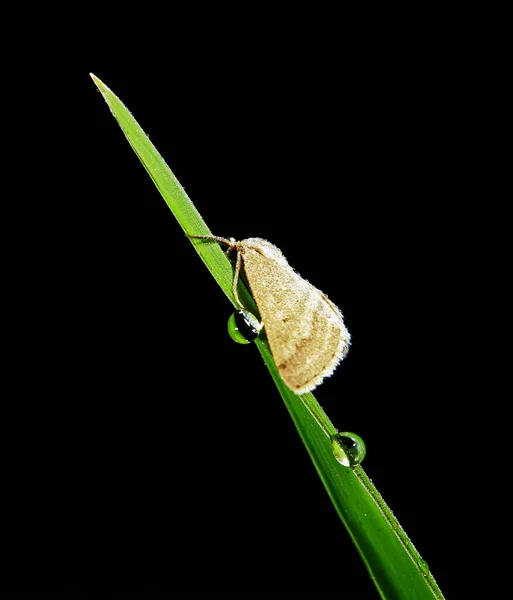 Insetos Traça Close — Fotografia de Stock