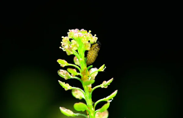 Ladybug Larvae Close — ストック写真