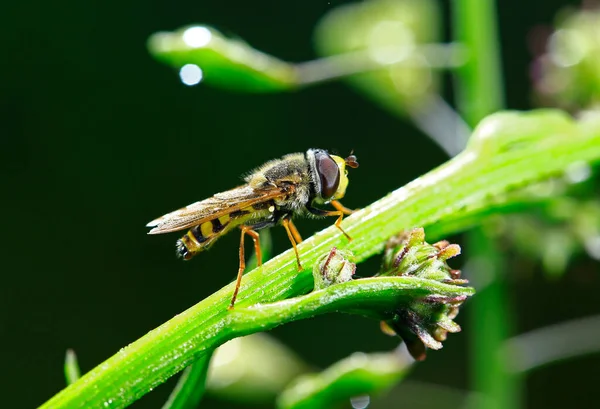 Feed Aphid Fly Wild — Fotografia de Stock