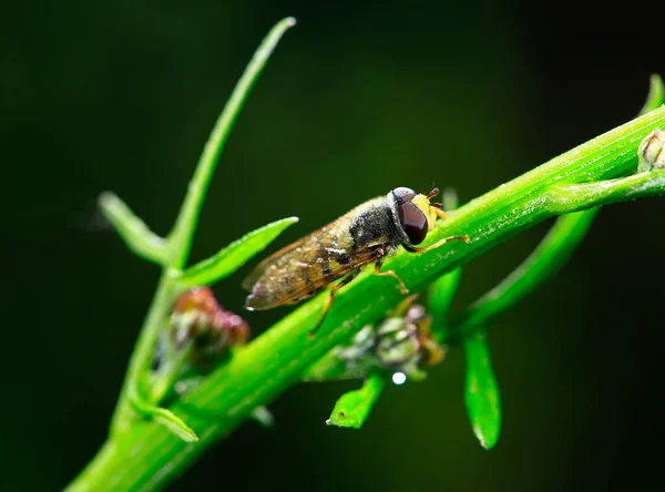 Feed Aphid Fly Wild — Stockfoto