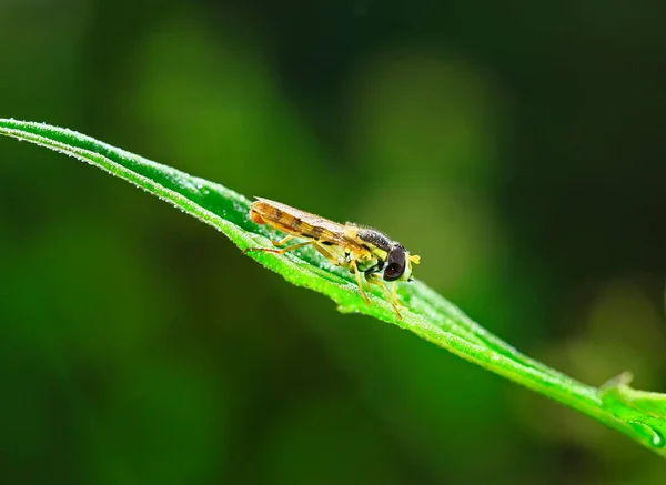 Feed Aphid Fly Wild — Stock Photo, Image
