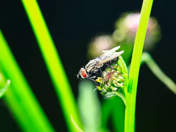 Embalmed Taken Wild — Stock fotografie