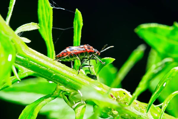 Bugs Families Insects — Foto Stock