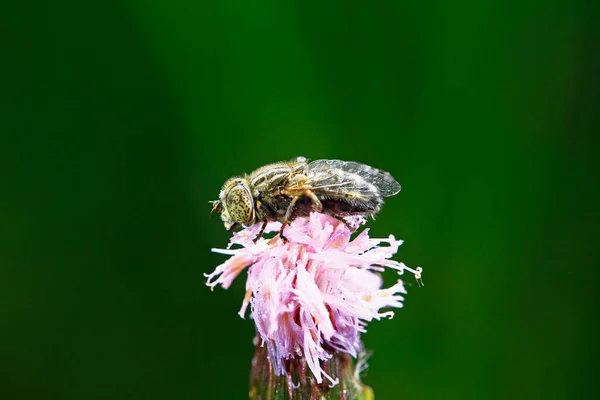 Die Fliege Die Freier Wildbahn Aufgenommen Wurde — Stockfoto