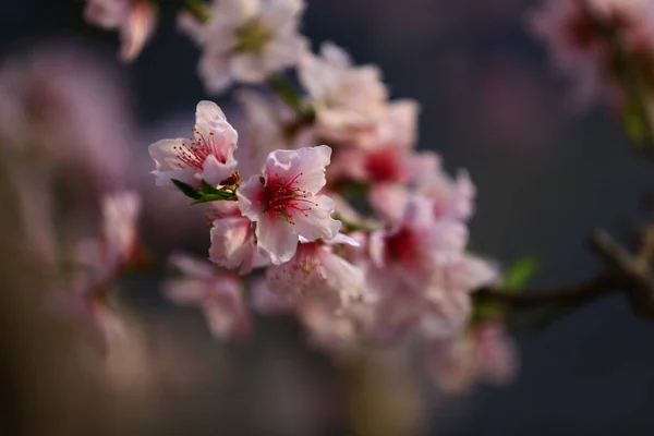 Voller Blüte Der Pfirsichblüte — Stockfoto
