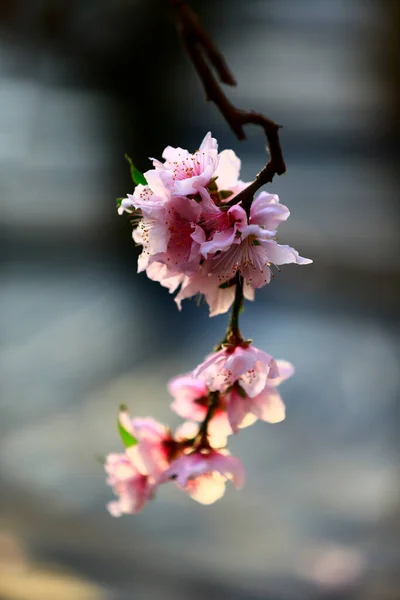 Full Bloom Peach Blossom — Stock Photo, Image