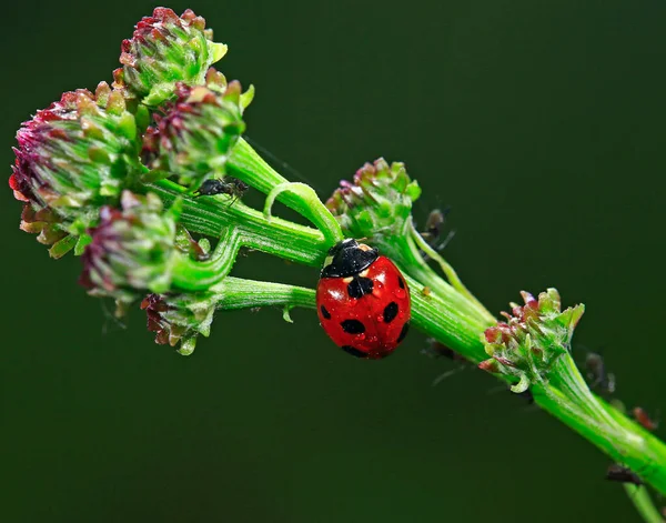 Beetles Close — Stock Photo, Image