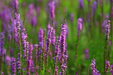 Lavantanın güzelliği