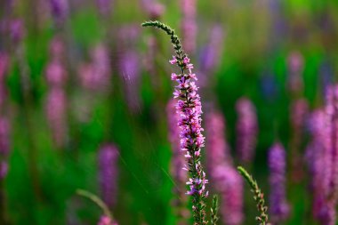 Lavantanın güzelliği