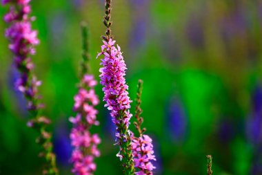 Lavantanın güzelliği